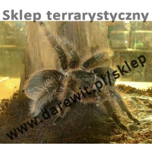 Naturalne kokosy u pająków Naturalne kokosy u pająków