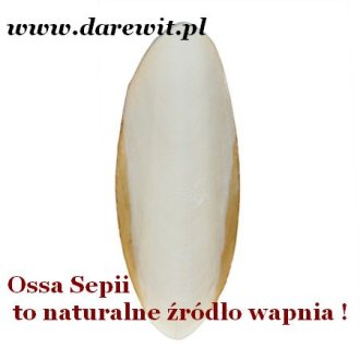 matwa-sepia-wapn-w-naturze