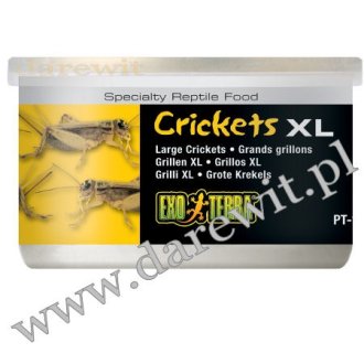 Duże świerszcze Crickets XL 34g EXO TERRA Świercze karmówka