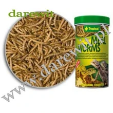 Meal Worms Tropical