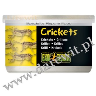 Świerszcze Crickets 34g EXO TERRA pokarm w puszcze