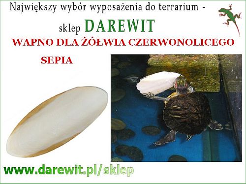 Sepia dla żółwia wodnego