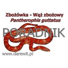 Hodowla węża zbożowego w domu. Poradnik Hodowla węża zbożowego w domu. Poradnik