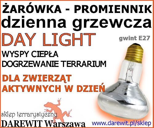 promiennik ciepła żarówka grzewcza - darewit