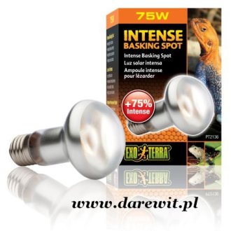 Żarówka grzejąca dzienna Intense Basking Spot 75W EXO-TERRA PT2136