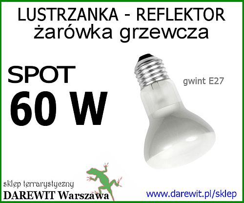 żarówka spot 60W dzienna - sklep darewit